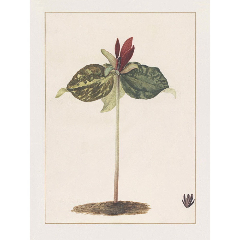 ◆ A Cryptid Garden - Set of 5 prints - Vintage Patina