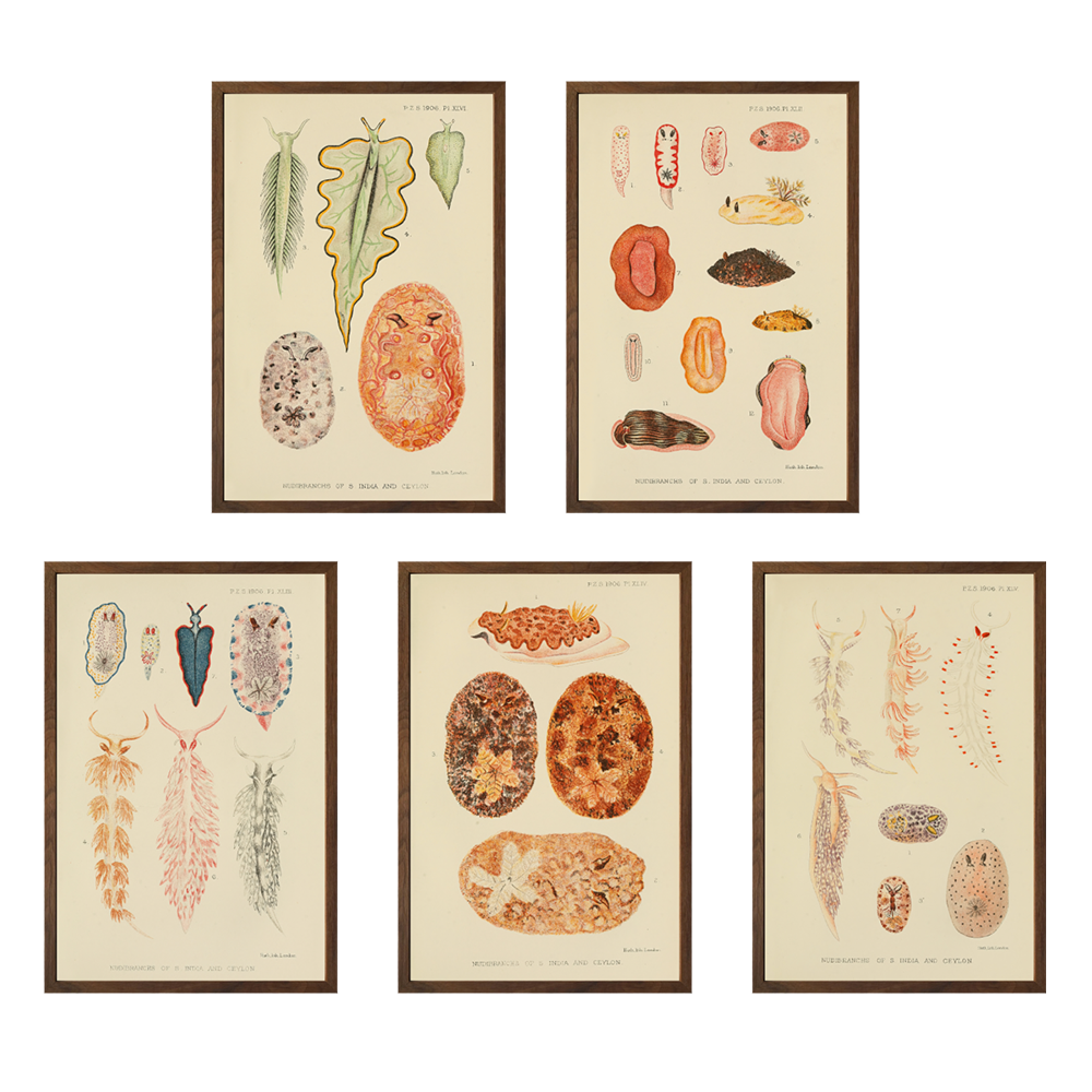 ◇ Biological Forms of the Laccadive Sea - Set of Five