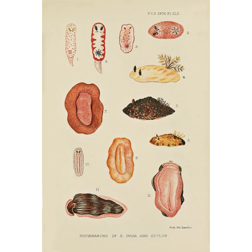 ◆ Biological Forms of the Laccadive Sea - Set of Five