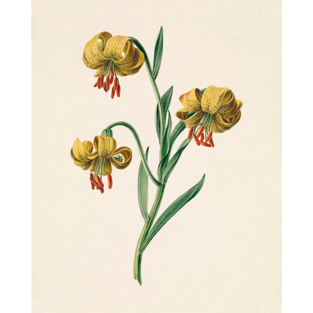 ◆ Dutch Botanical Studies, c. 1830 - Set of Four