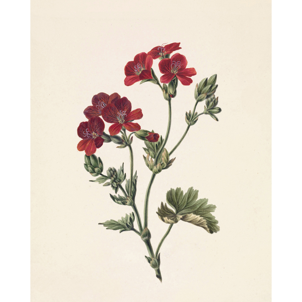 ◆ Dutch Botanical Studies, c. 1830 - Set of Four