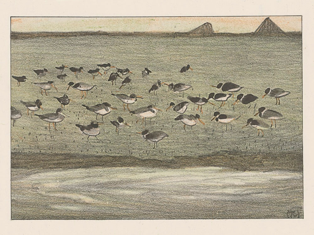 ◇ Curated Nature Set