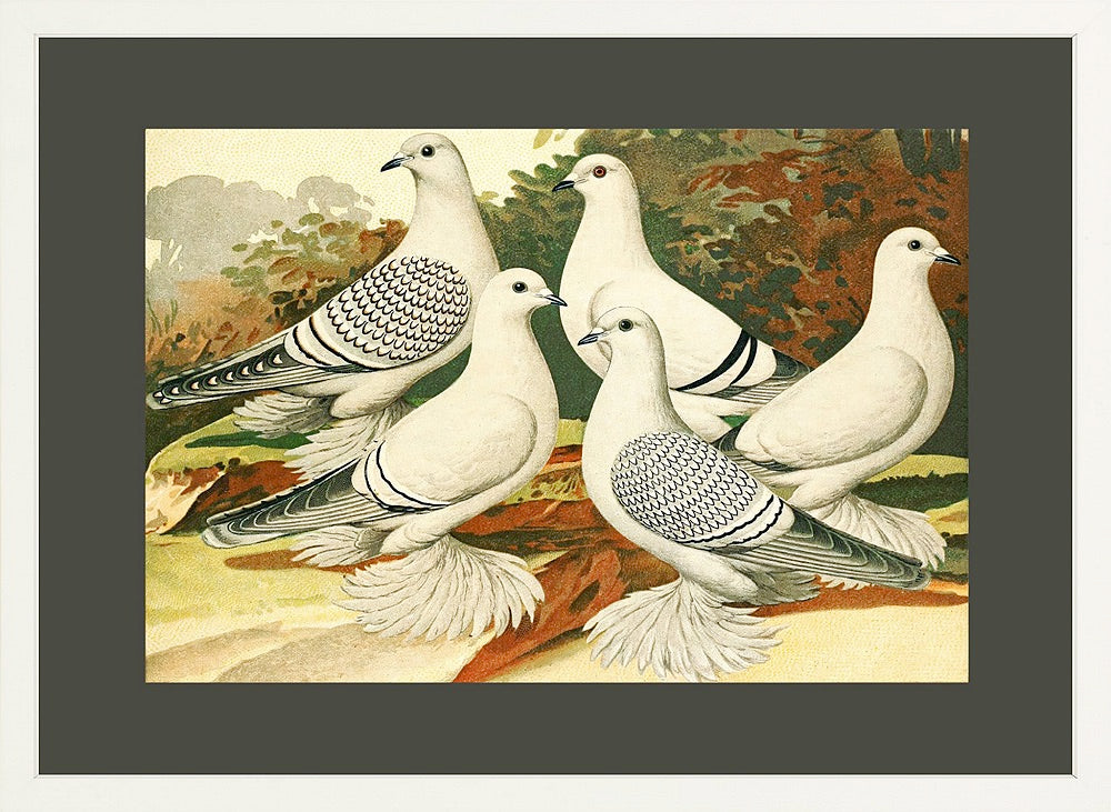 ◇ White Pigeons