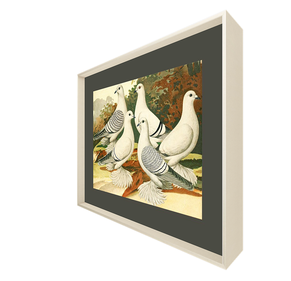 ◇ White Pigeons