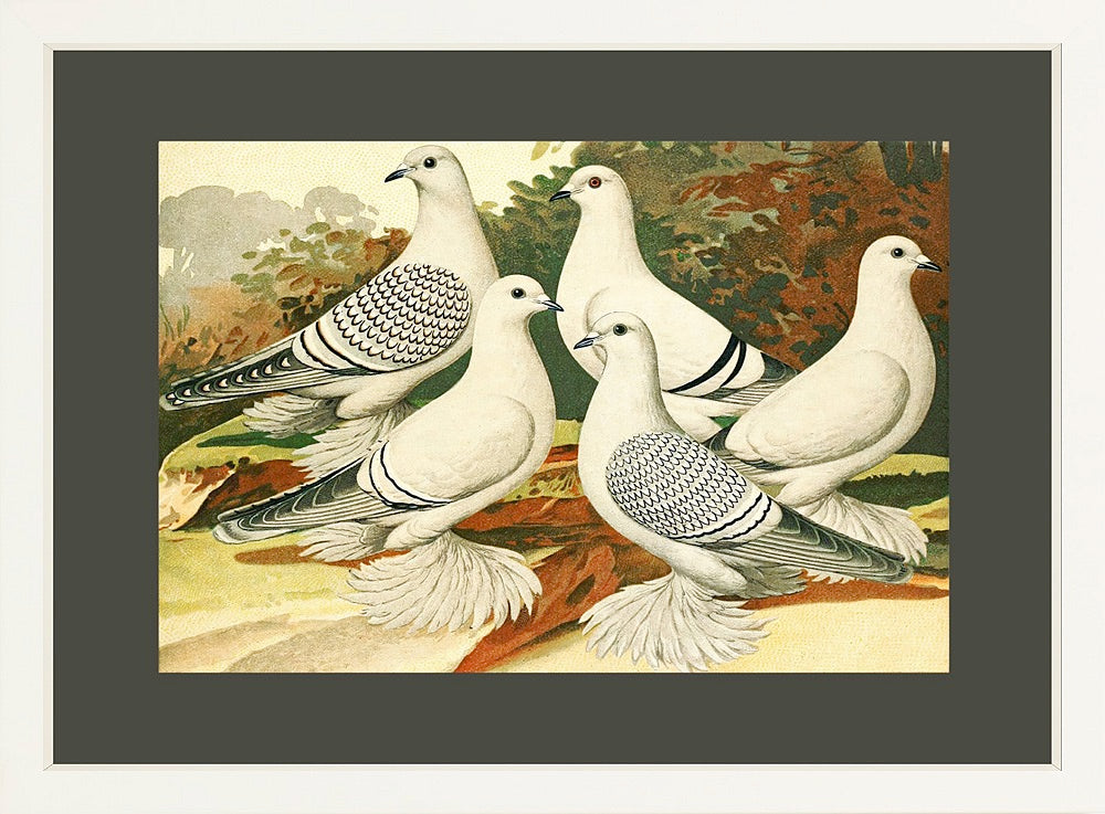 ◇ White Pigeons