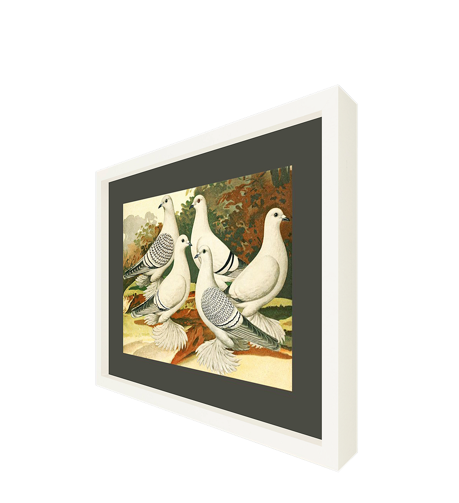◇ White Pigeons