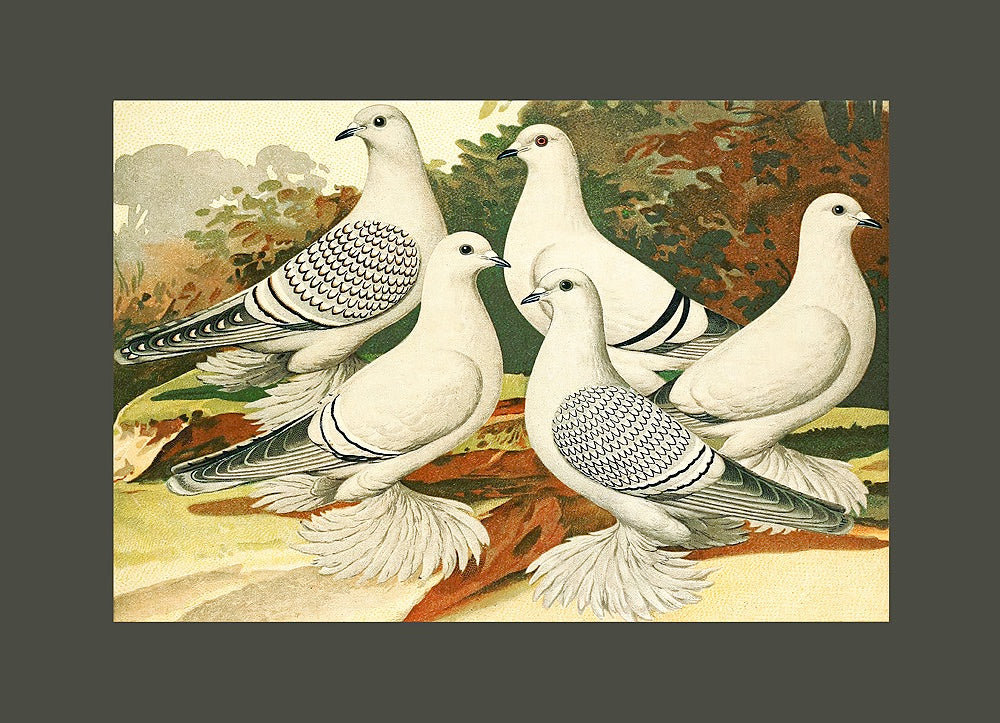 ◇ White Pigeons
