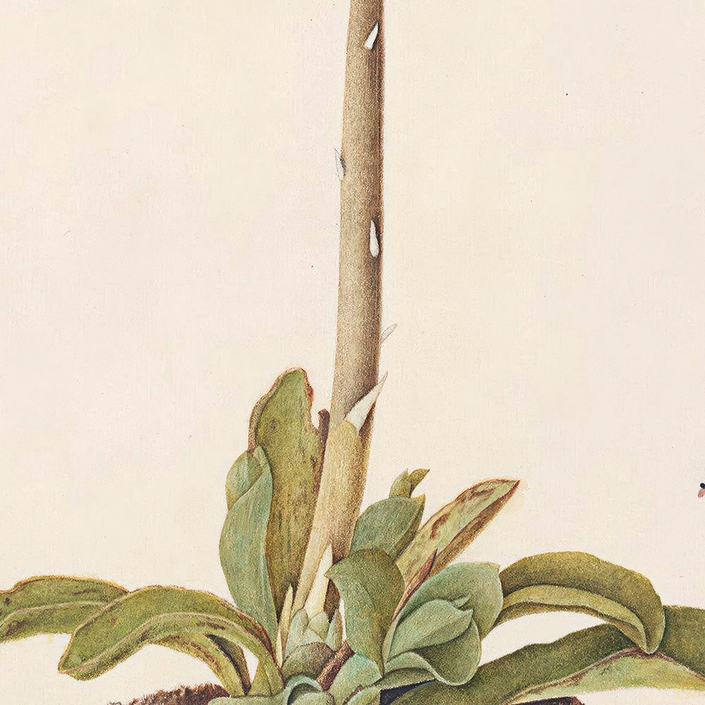◆ A Cryptid Garden - Set of 5 prints - Vintage Patina