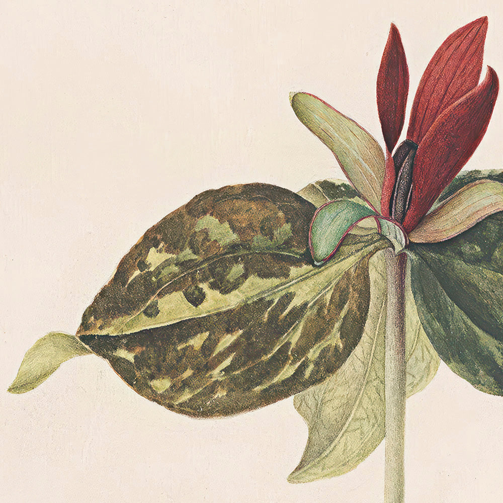 ◆ A Cryptid Garden - Set of 5 prints - Vintage Patina