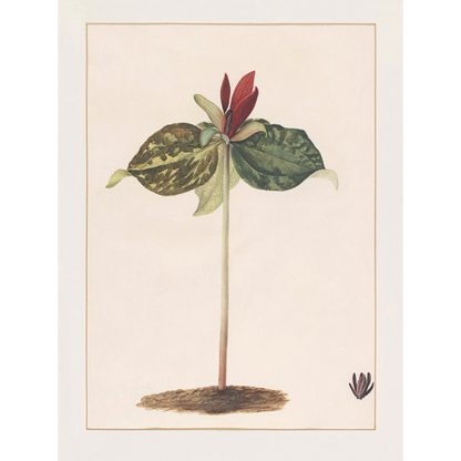 ◆ A Cryptid Garden - Set of 5 prints - Vintage Patina