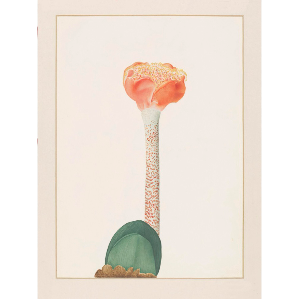 ◆ A Cryptid Garden - Set of 5 prints - Vintage Patina