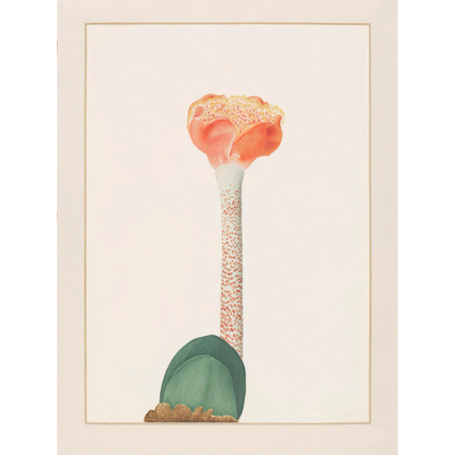 ◆ A Cryptid Garden - Set of 5 prints - Vintage Patina