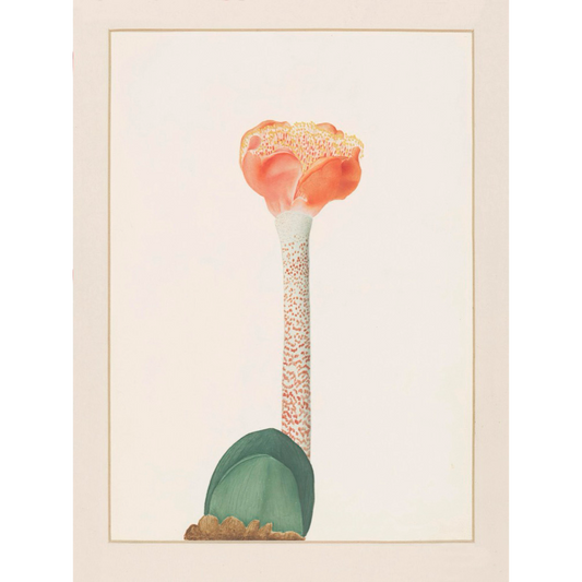 ◆ A Cryptid Garden - Set of 5 prints - Vintage Patina