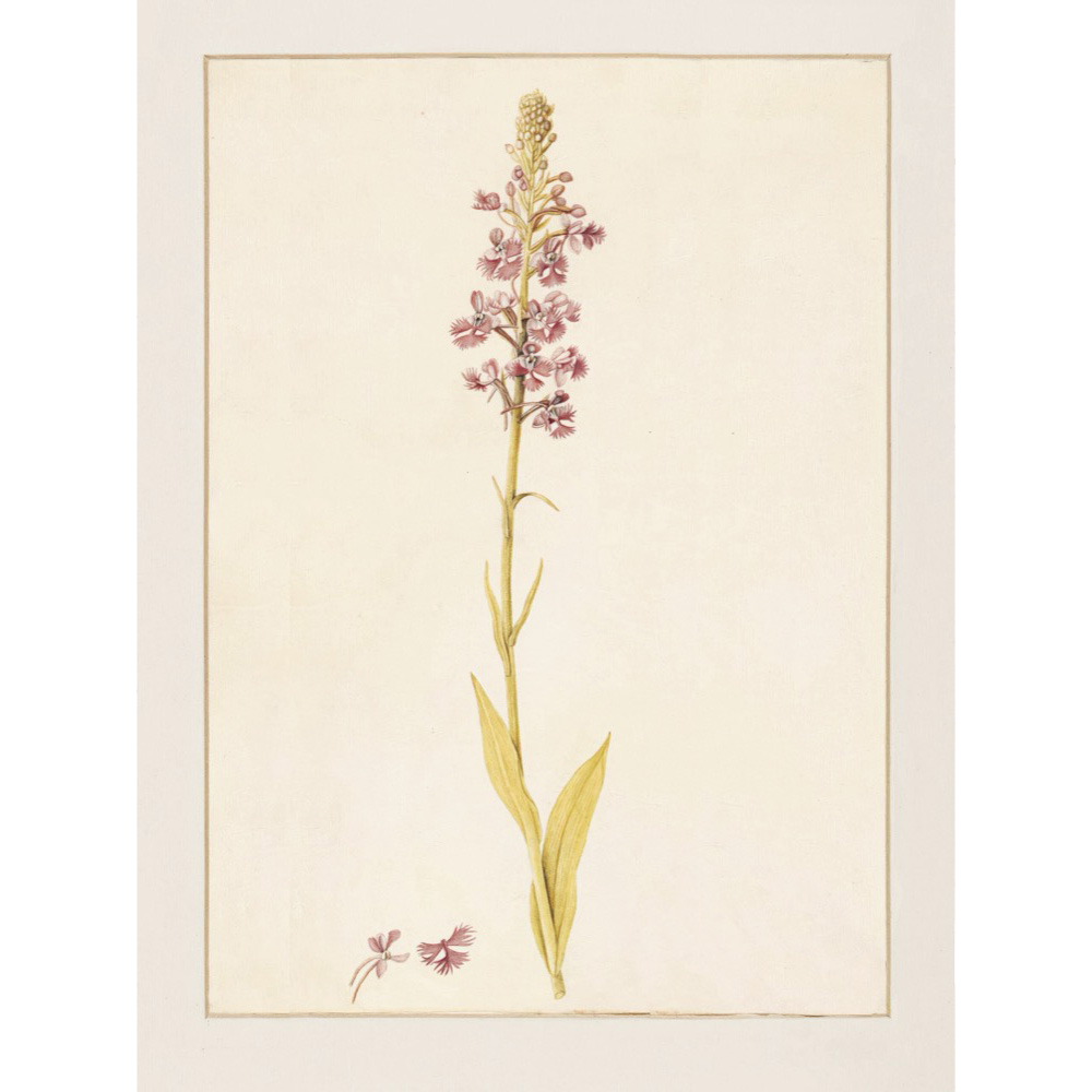 ◆ A Cryptid Garden - Set of 5 prints - Vintage Patina