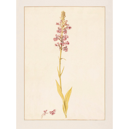 ◆ A Cryptid Garden - Set of 5 prints - Vintage Patina