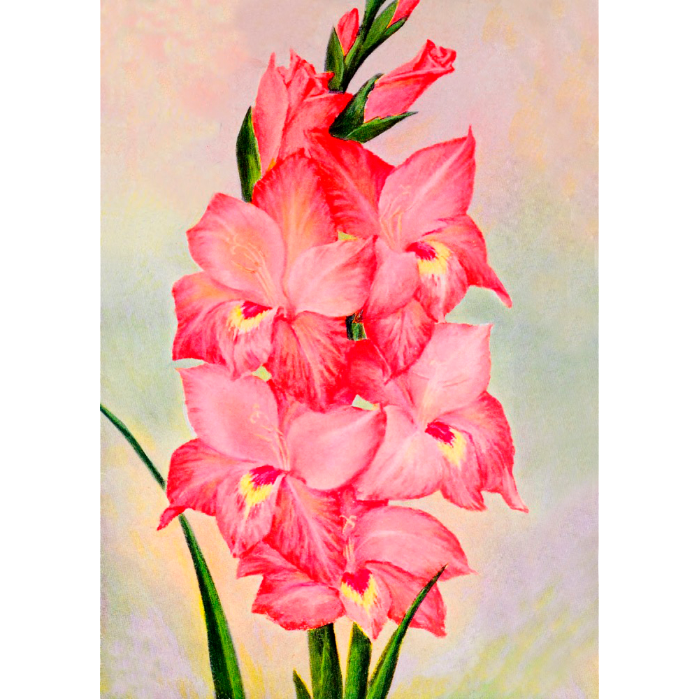 Vintage Floral Minis