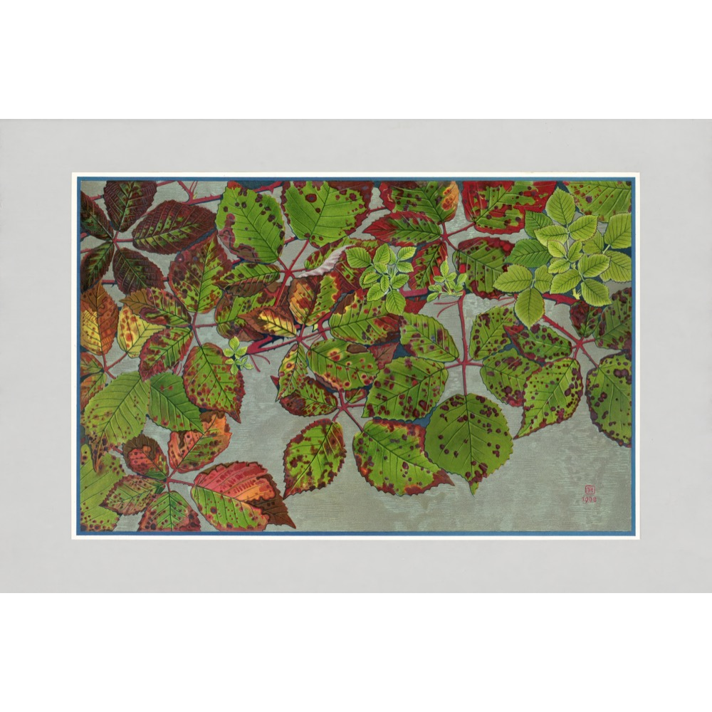 Autumn Leaves Prints