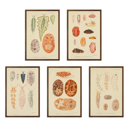 ◇ Biological Forms of the Laccadive Sea - Set of Five