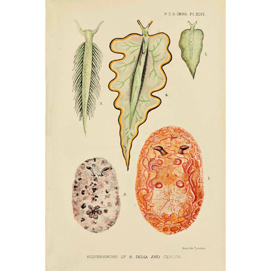 Biological Forms of the Laccadive Sea