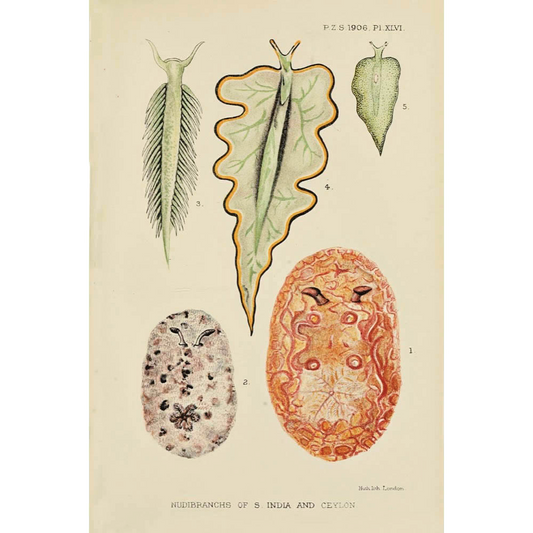 ◆ Biological Forms of the Laccadive Sea - Set of Five