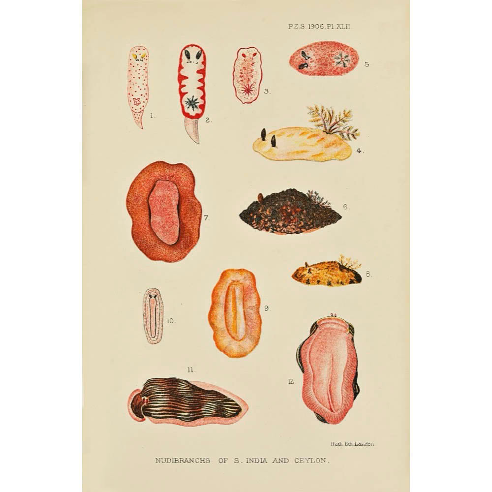 ◇ Biological Forms of the Laccadive Sea - Set of Five