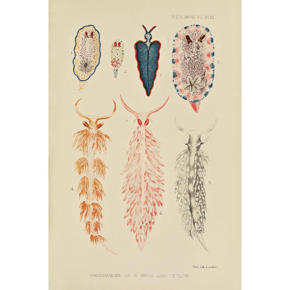 ◇ Biological Forms of the Laccadive Sea - Set of Five