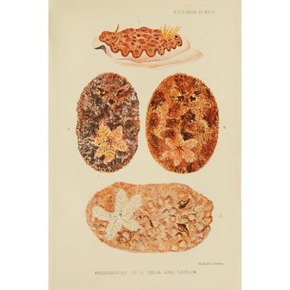 ◇ Biological Forms of the Laccadive Sea - Set of Five