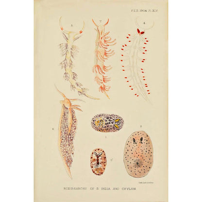 ◇ Biological Forms of the Laccadive Sea - Set of Five