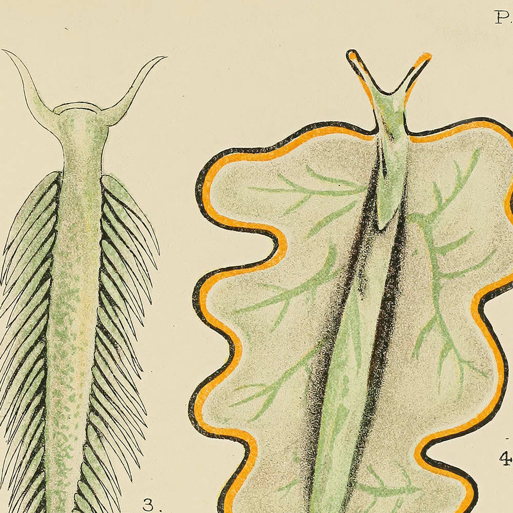 ◇ Biological Forms of the Laccadive Sea - Set of Five