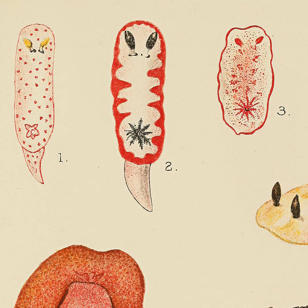 ◇ Biological Forms of the Laccadive Sea - Set of Five