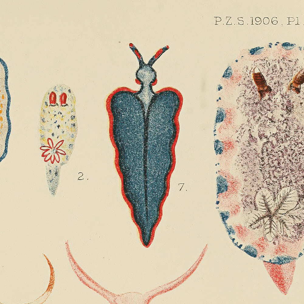 ◇ Biological Forms of the Laccadive Sea - Set of Five