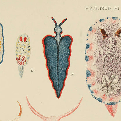 ◇ Biological Forms of the Laccadive Sea - Set of Five