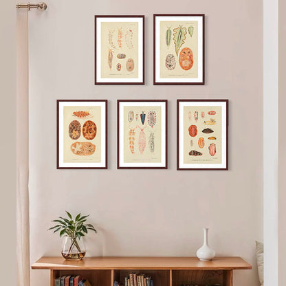 ◇ Biological Forms of the Laccadive Sea - Set of Five