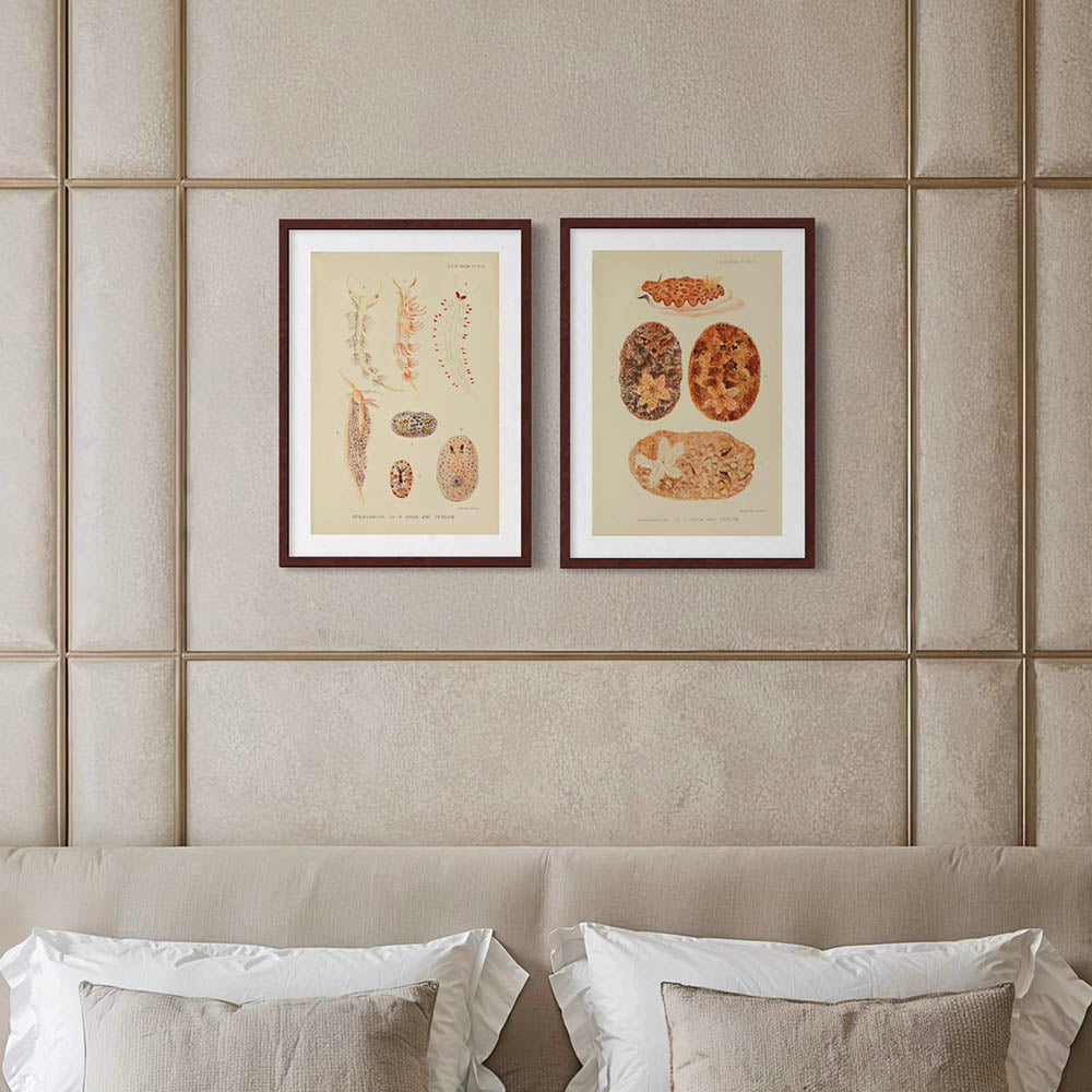 ◇ Biological Forms of the Laccadive Sea - Set of Five