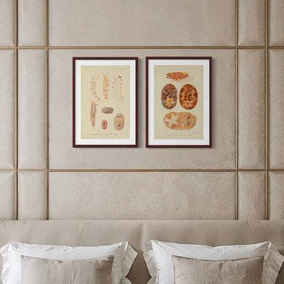 ◇ Biological Forms of the Laccadive Sea - Set of Five