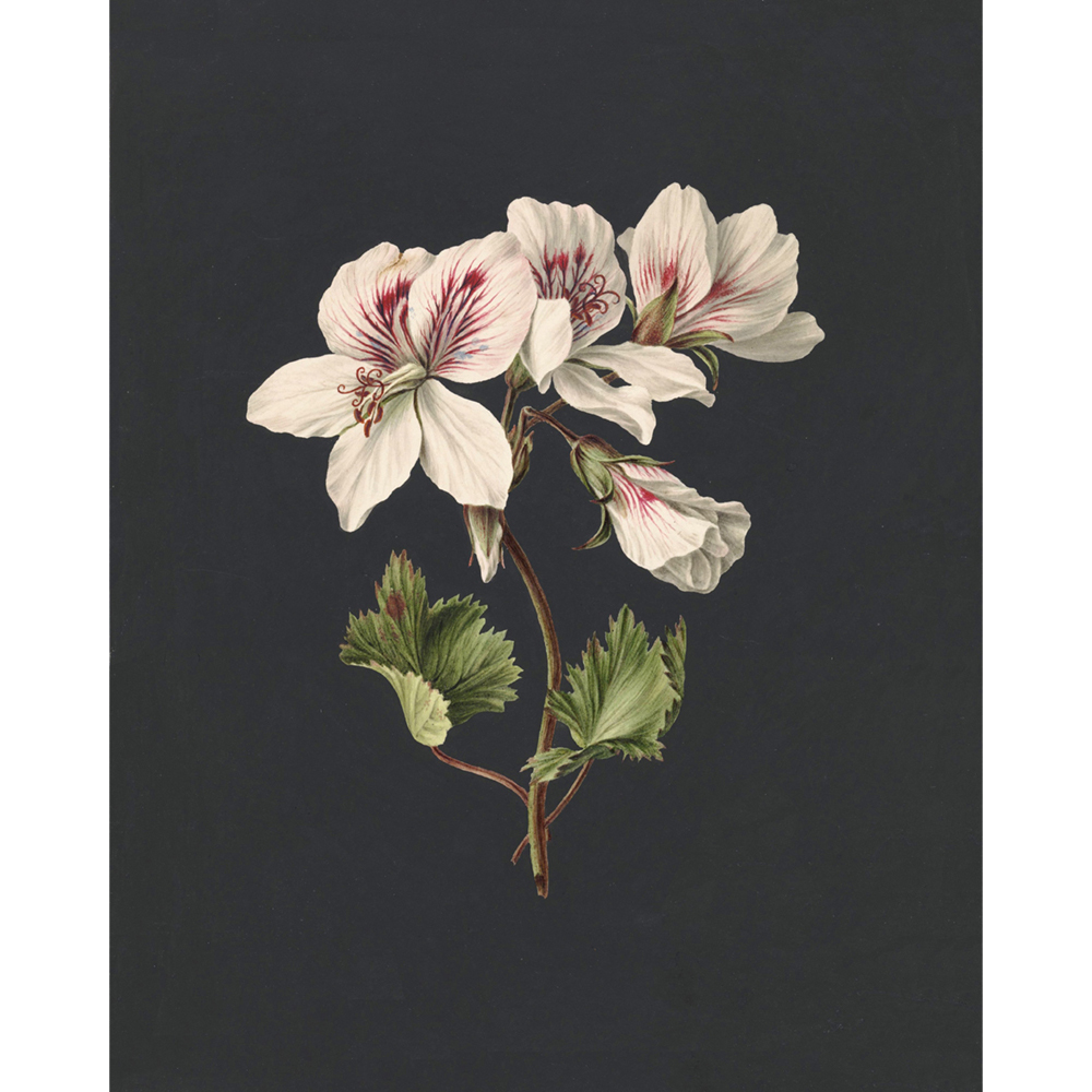◆ Dutch Botanical Studies, c. 1830 - Set of Four