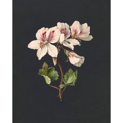 ◆ Dutch Botanical Studies, c. 1830 - Set of Four