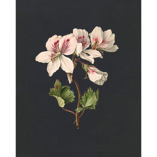 ◆ Dutch Botanical Studies, c. 1830 - Set of Four