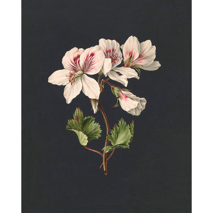 ◆ Dutch Botanical Studies, c. 1830 - Set of Four