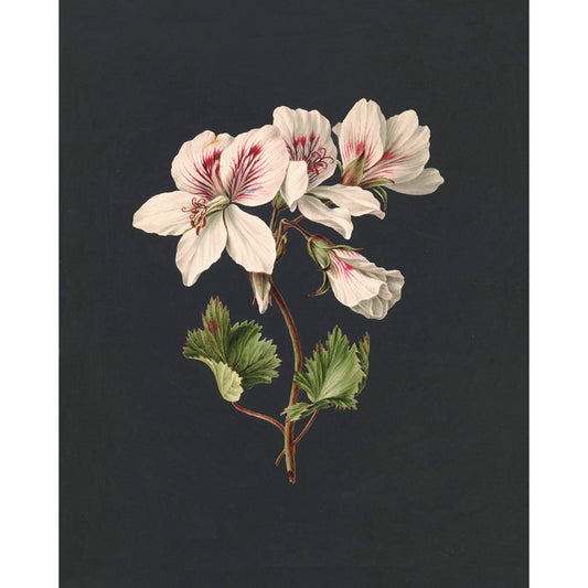 ◆ Dutch Botanical Studies, c. 1830 - Set of Four