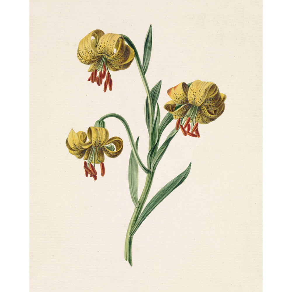 ◆ Dutch Botanical Studies, c. 1830 - Set of Four
