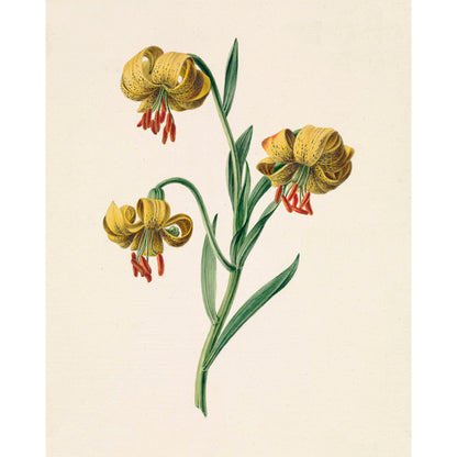 ◆ Dutch Botanical Studies, c. 1830 - Set of Four