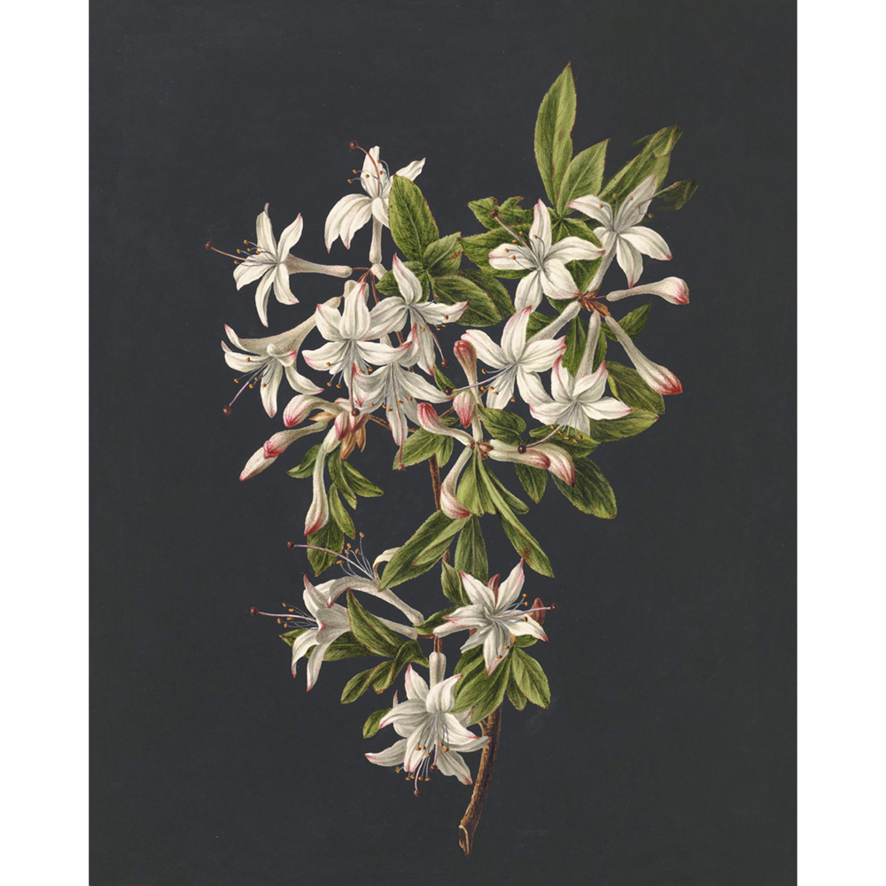 ◆ Dutch Botanical Studies, c. 1830 - Set of Four