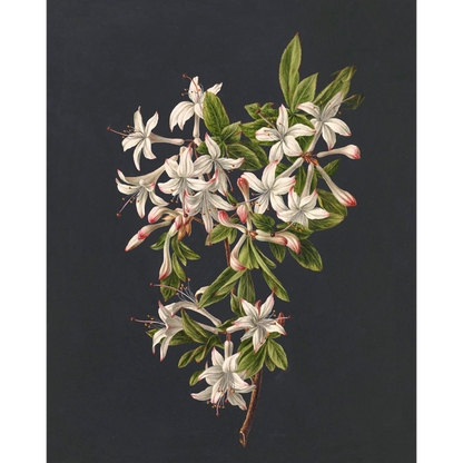 ◆ Dutch Botanical Studies, c. 1830 - Set of Four