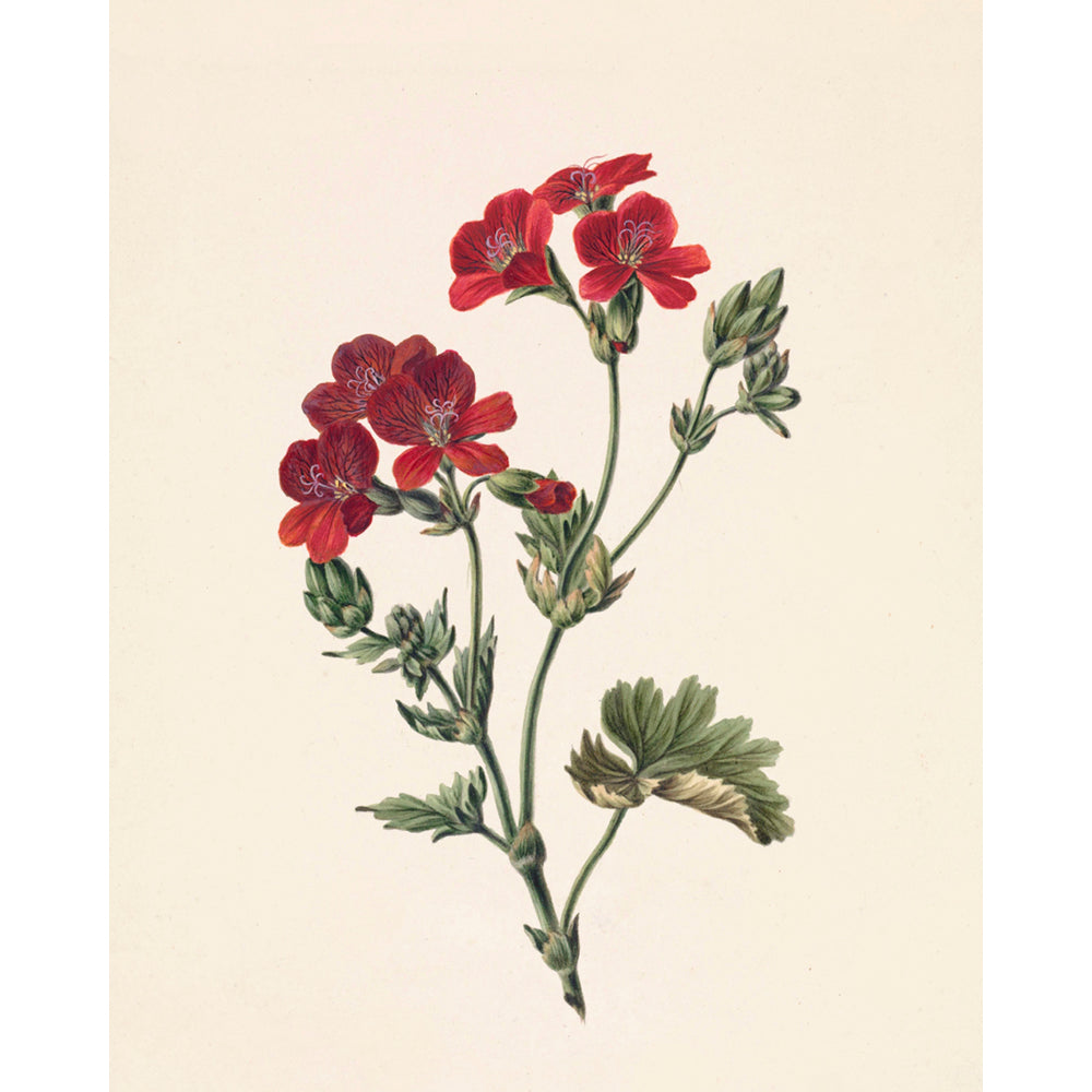 ◆ Dutch Botanical Studies, c. 1830 - Set of Four