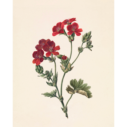 ◆ Dutch Botanical Studies, c. 1830 - Set of Four