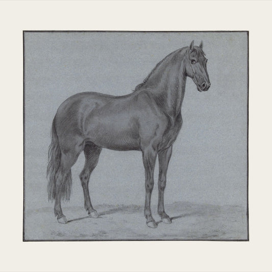 Equine Study in Blue
