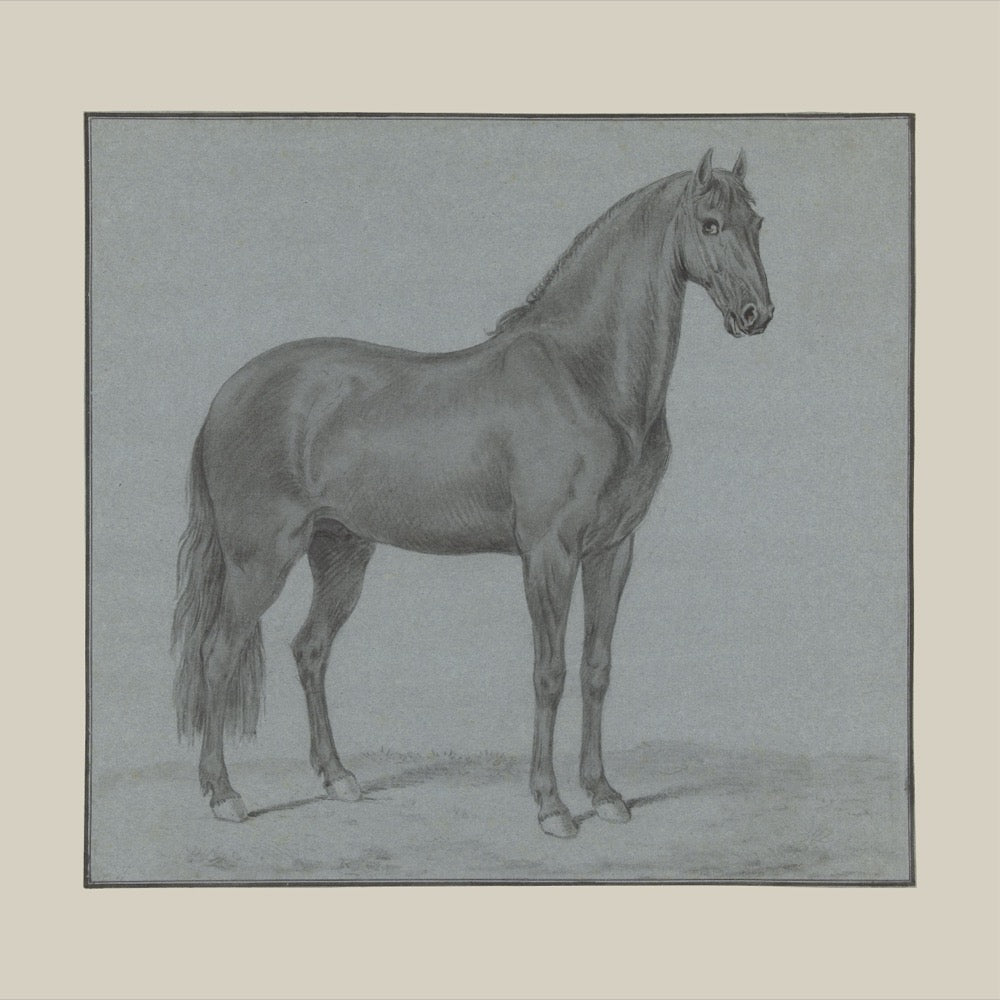 Equine Study in Blue
