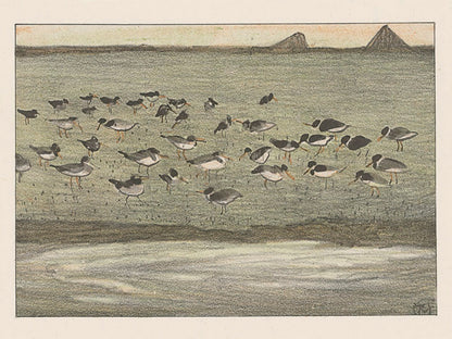 ◇ Curated Nature Set