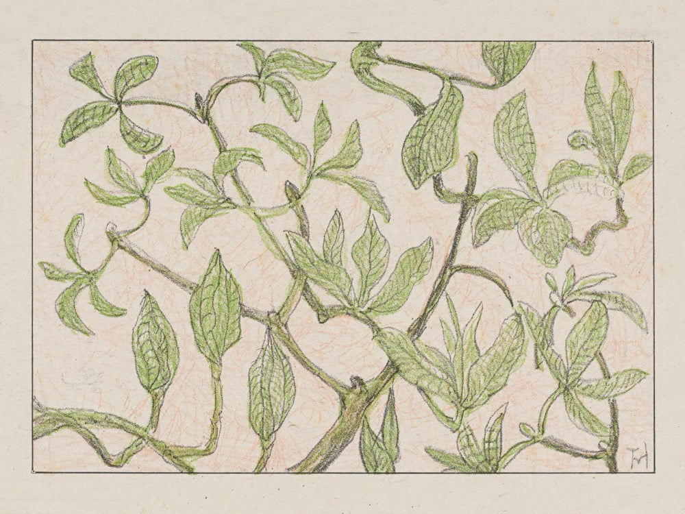 ◇ Curated Nature Set